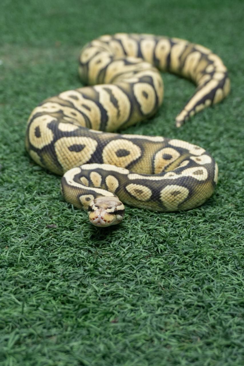 Serpientes Piton Bola en Venta