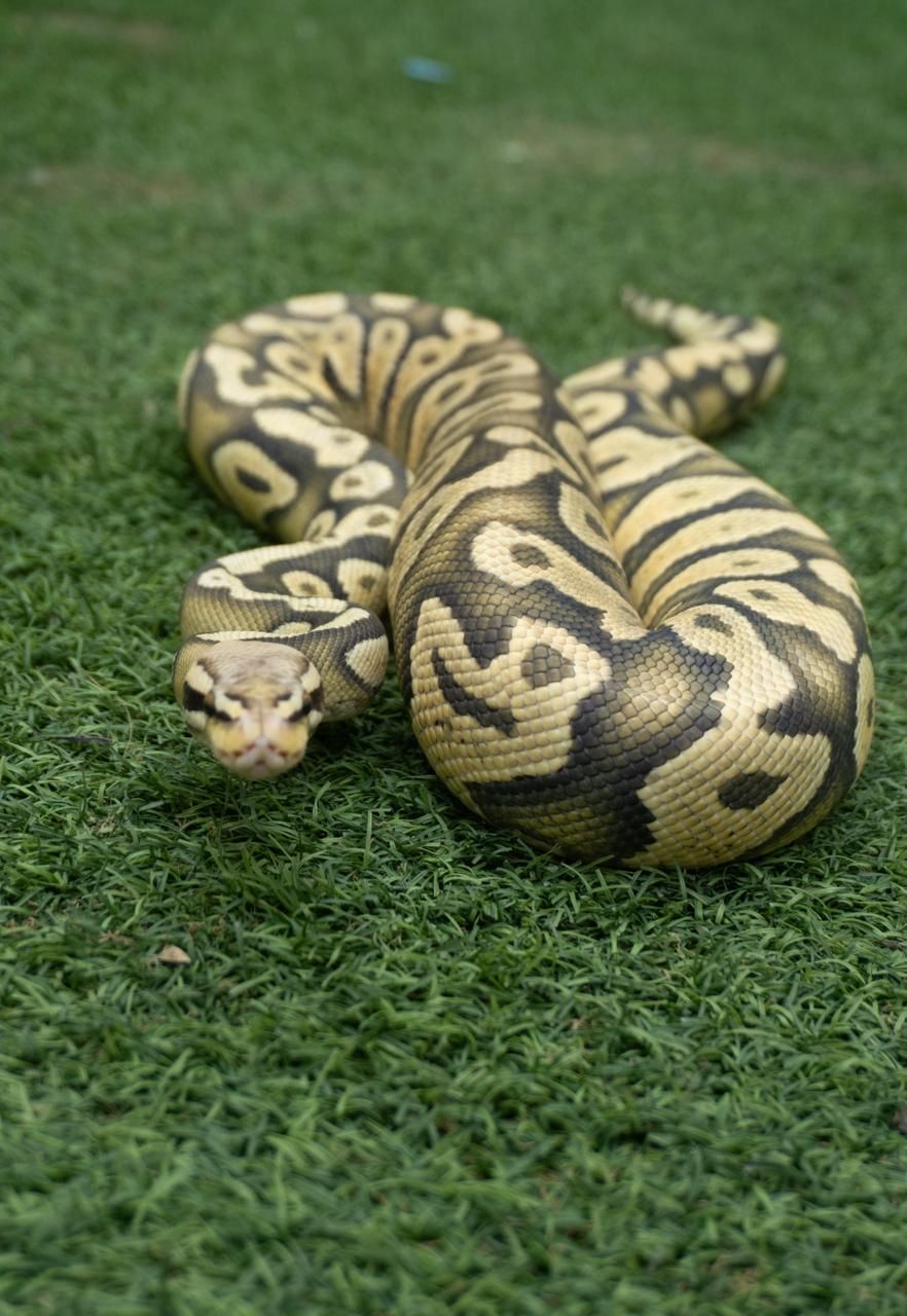 Serpientes Piton Bola en Venta