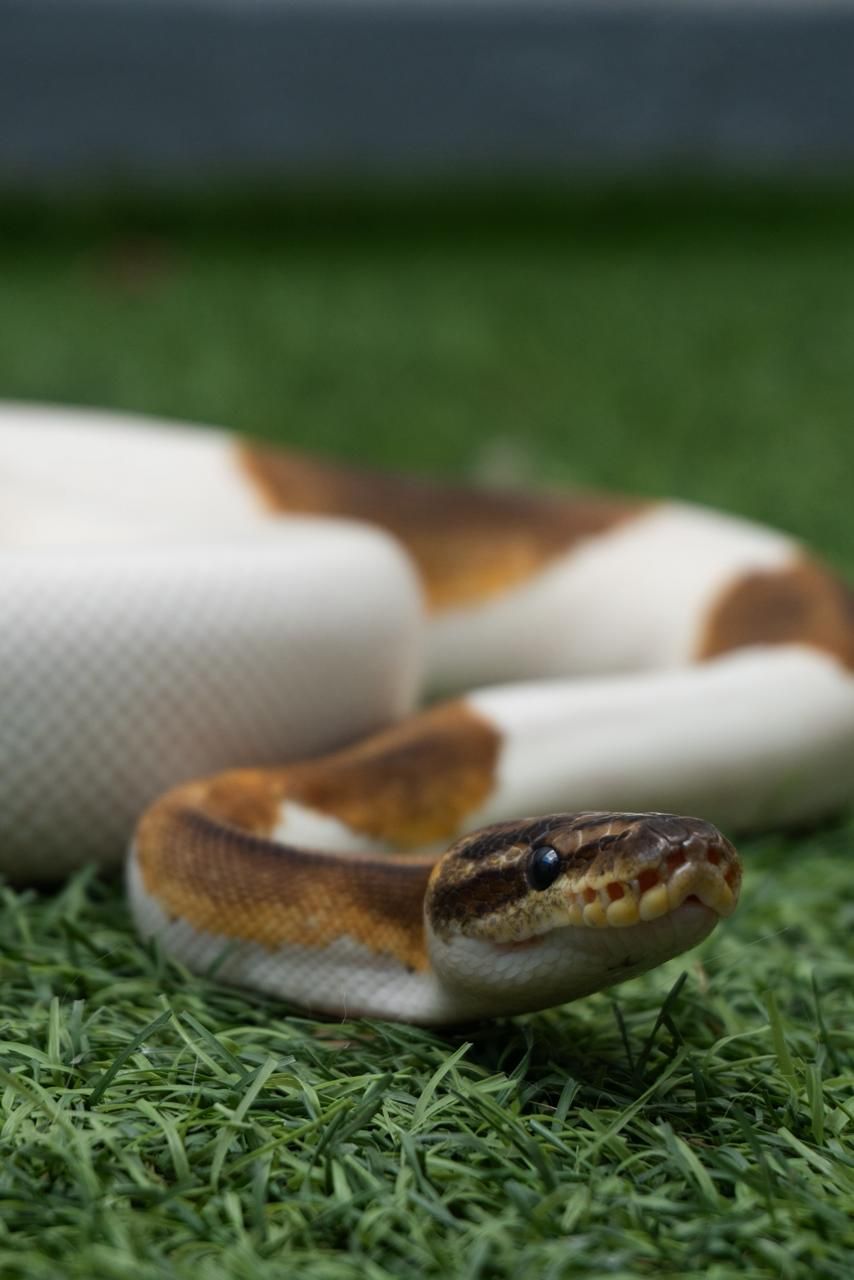 Serpientes Piton Bola en Venta