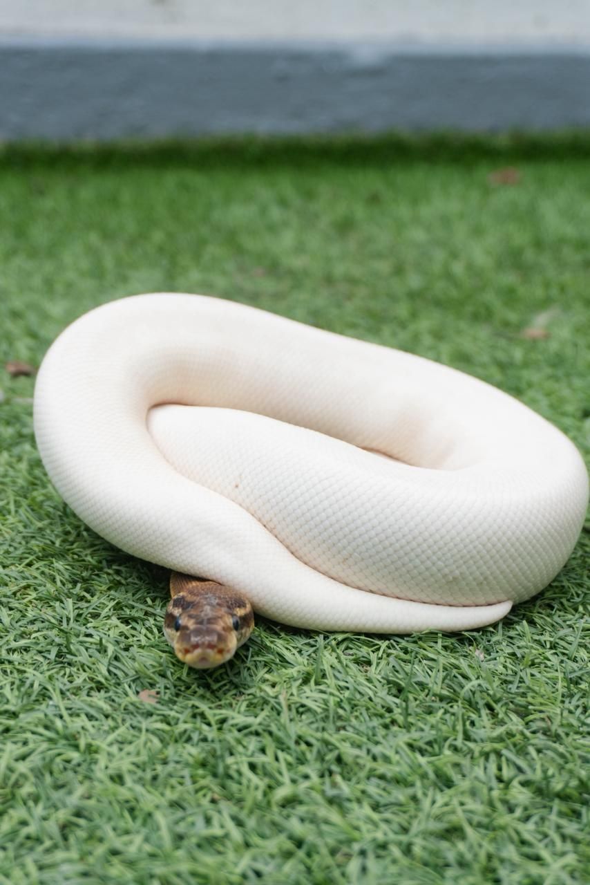 Serpientes Piton Bola en Venta