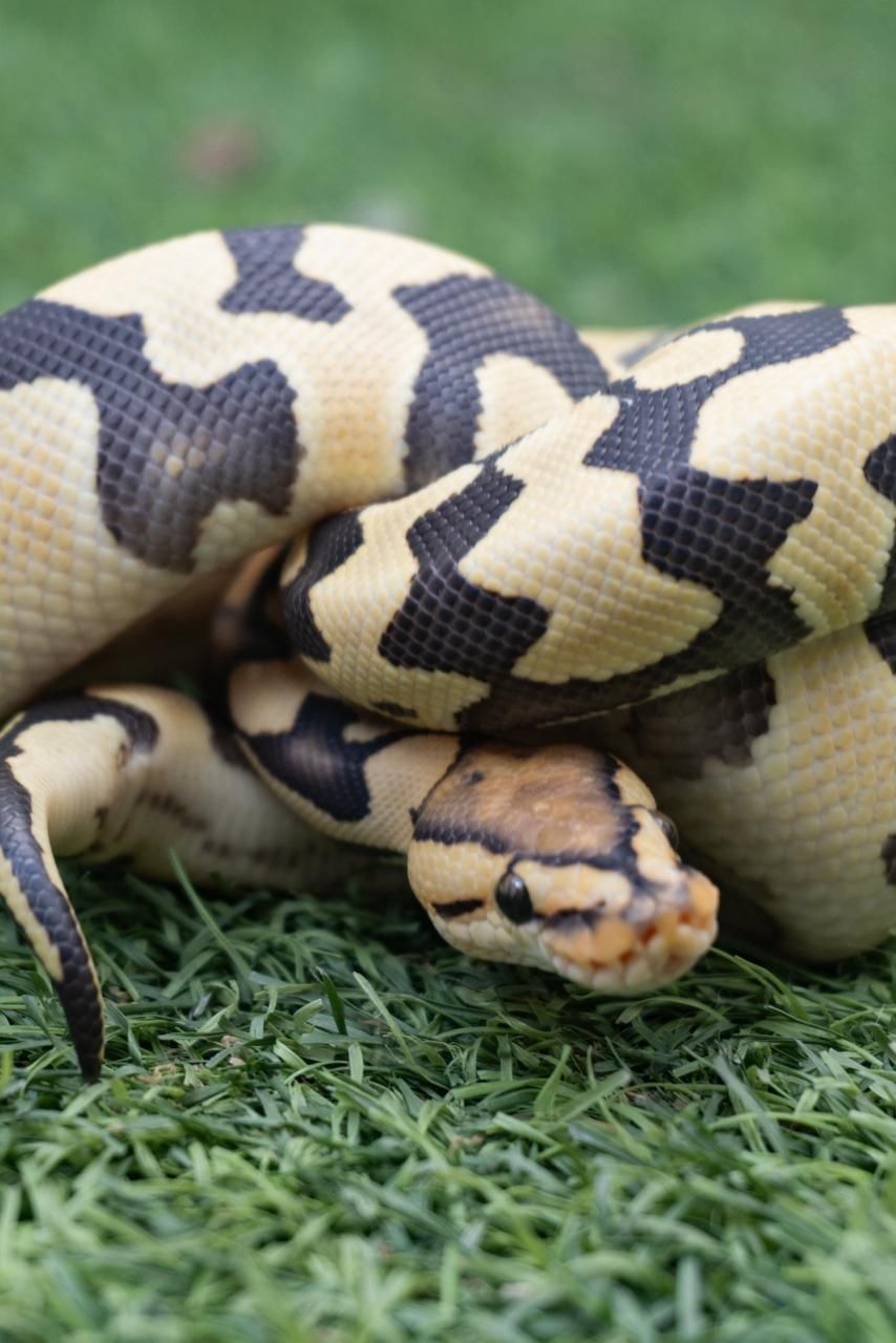 Serpientes Piton Bola en Venta