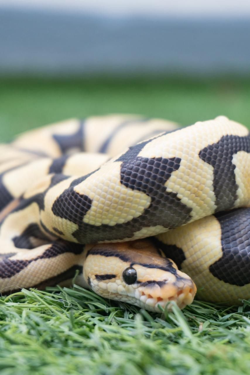 Serpientes Piton Bola en Venta