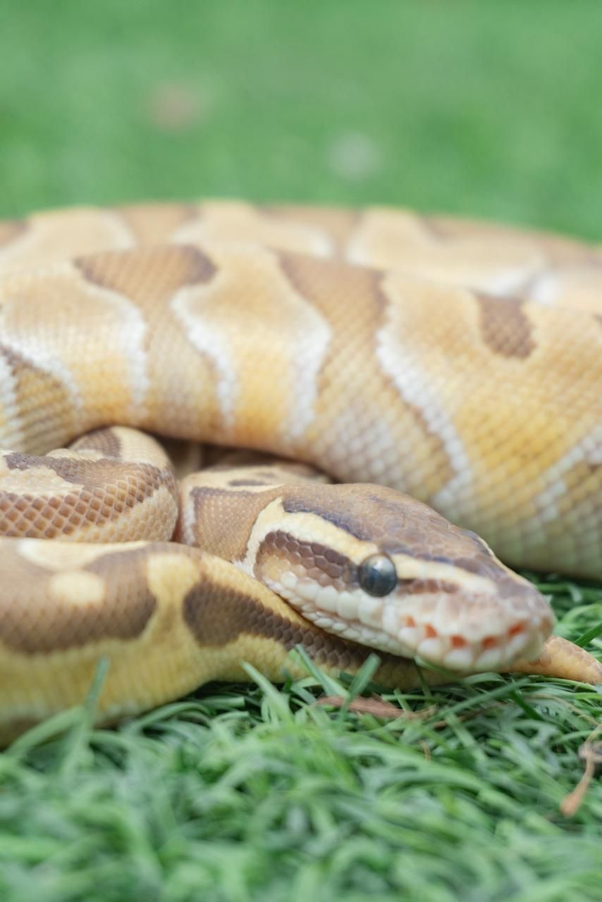 Serpientes Piton Bola en Venta