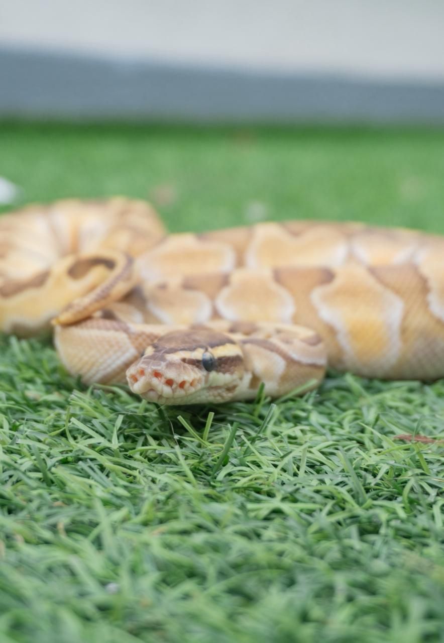 Serpientes Piton Bola en Venta