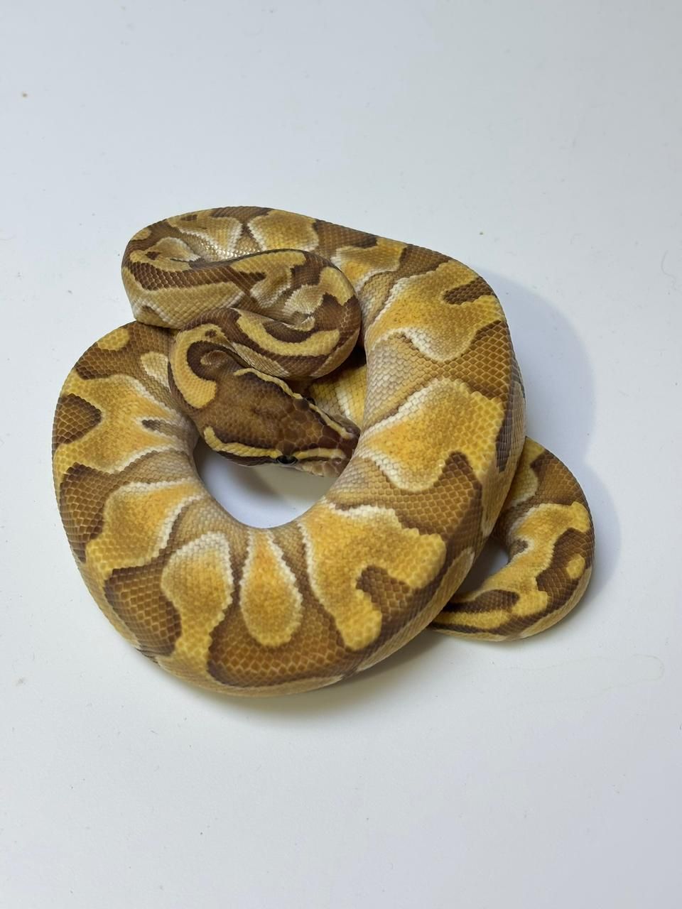 Serpientes Piton Bola en Venta