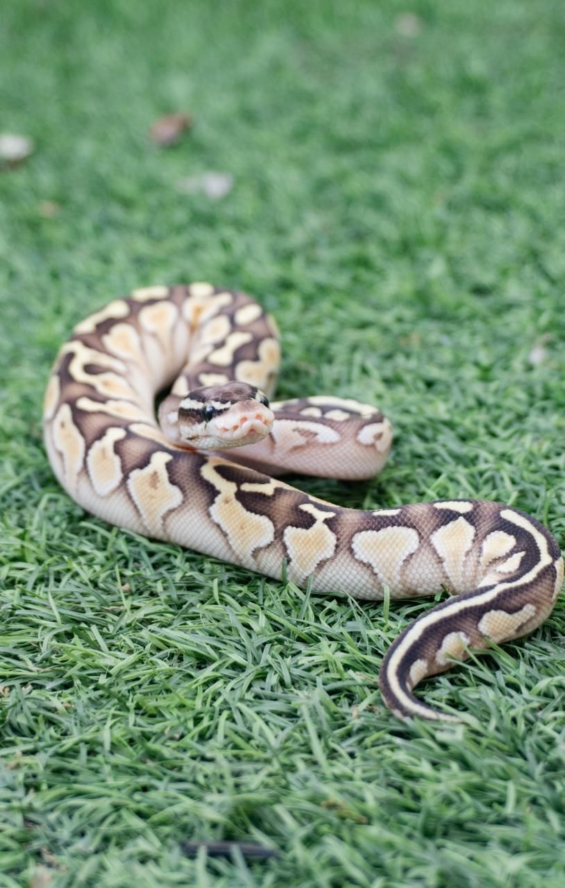 Serpientes Piton Bola en Venta