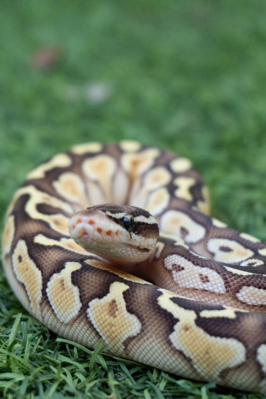 Serpientes Piton Bola en Venta