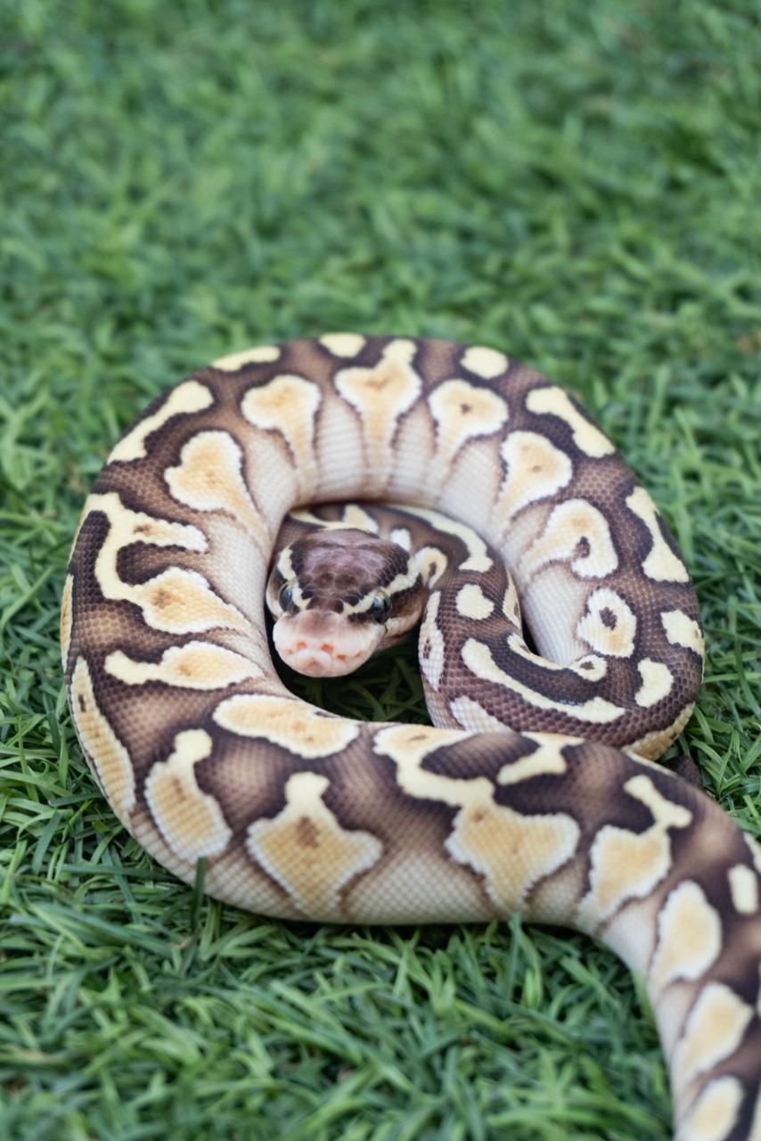 Serpientes Piton Bola en Venta