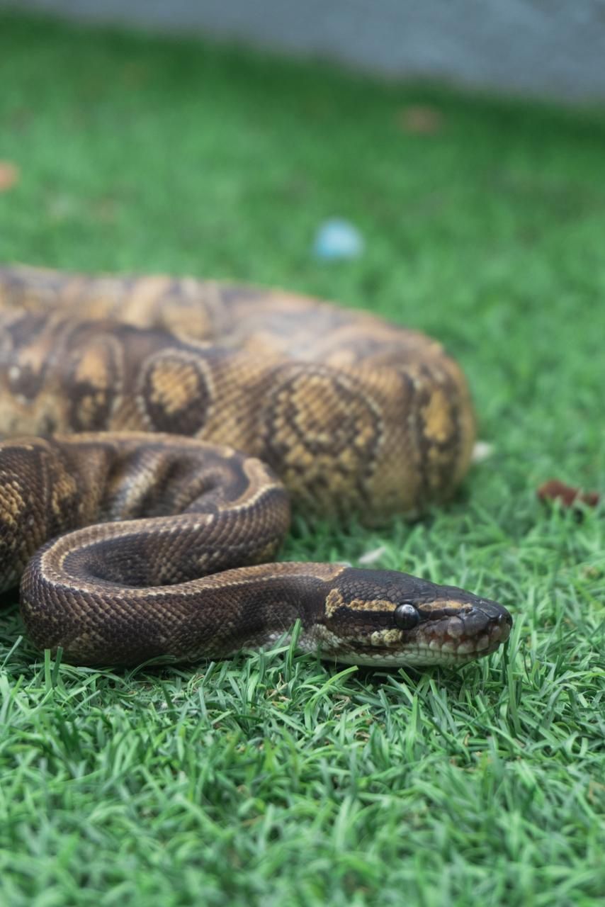 Serpientes Piton Bola en Venta