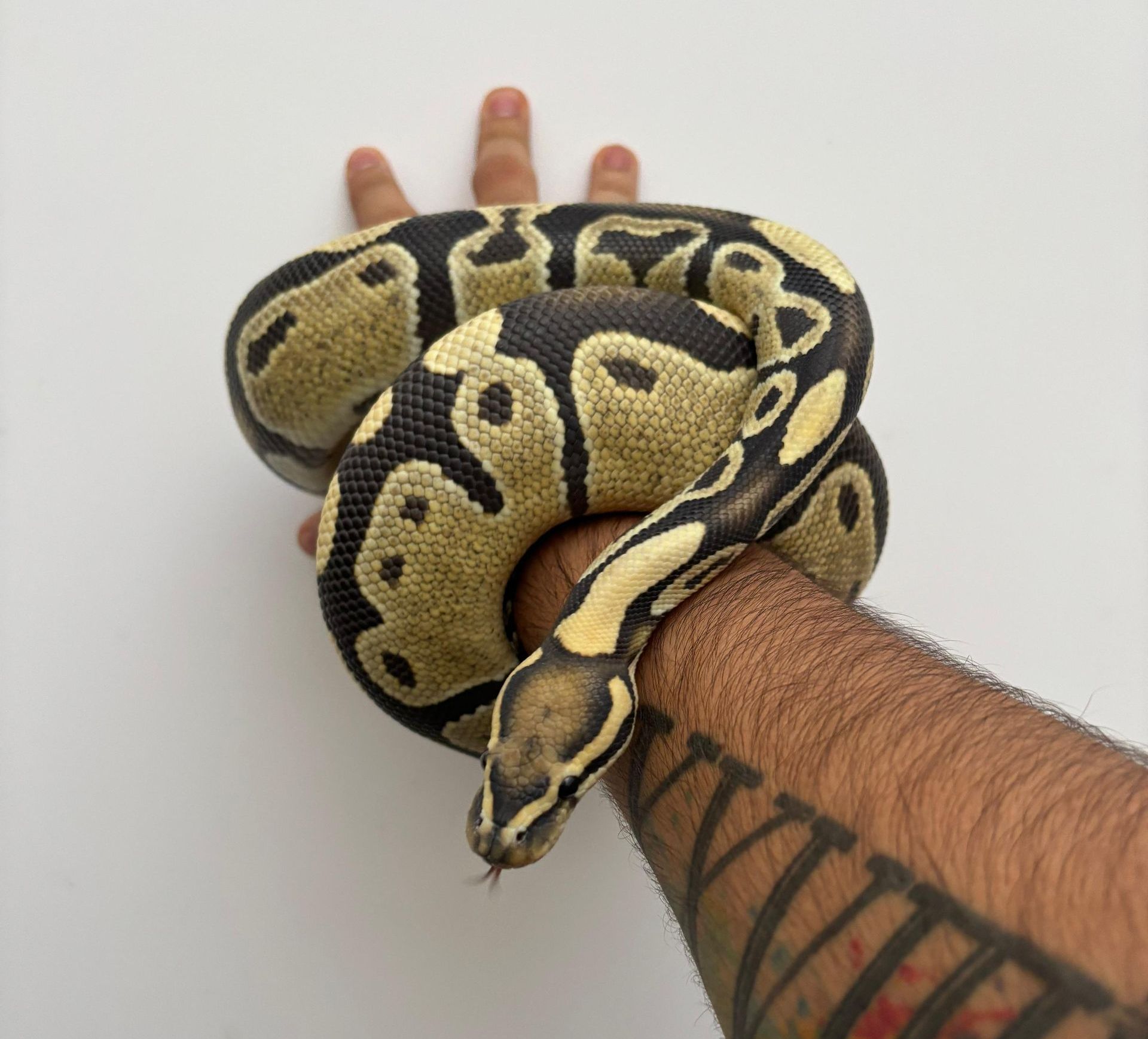 Serpientes Piton Bola en Venta