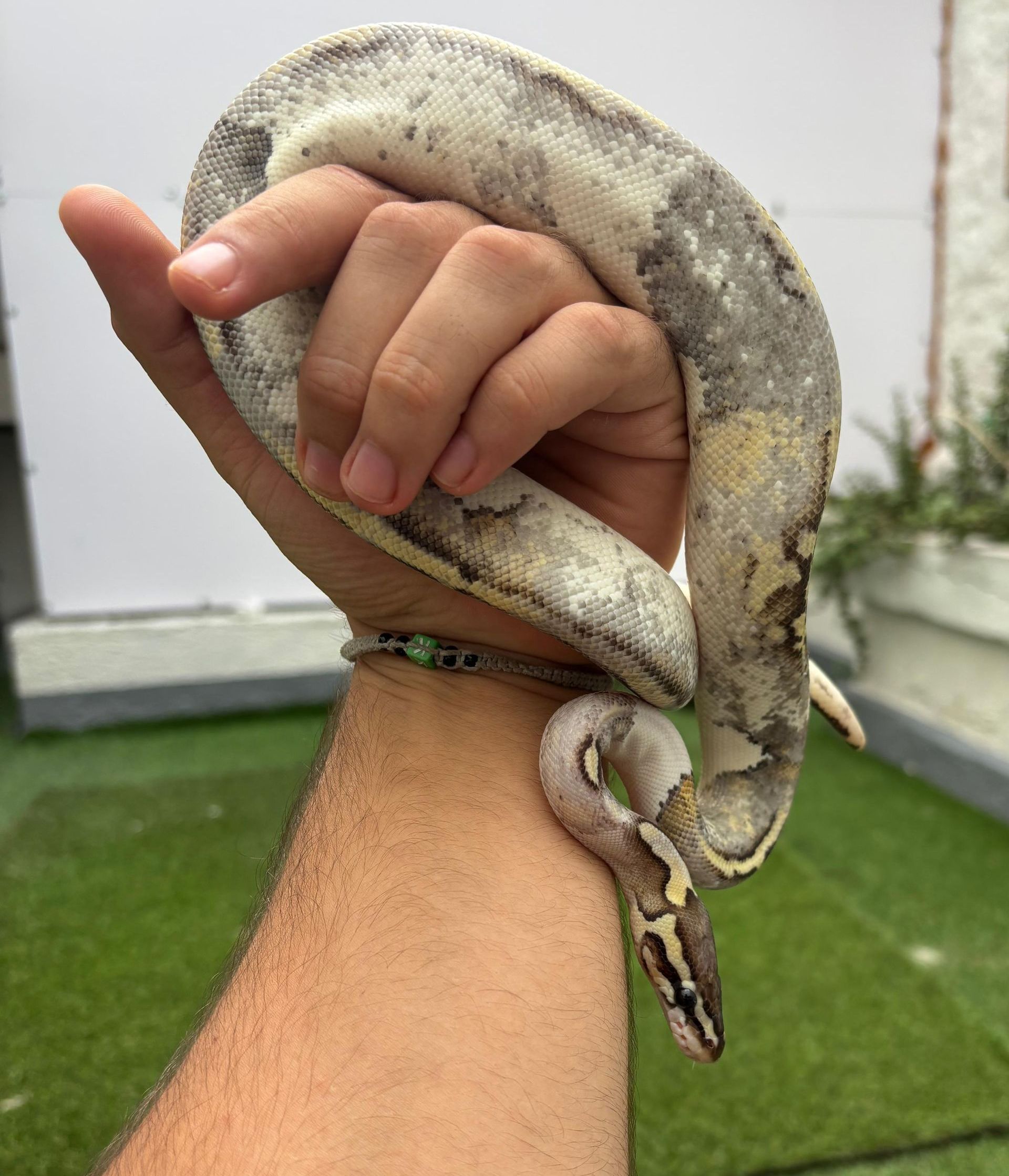 Serpientes Piton Bola en Venta