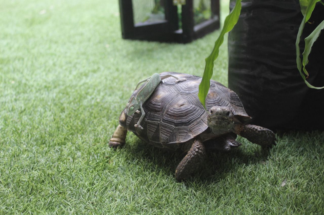 Tortugas en Venta