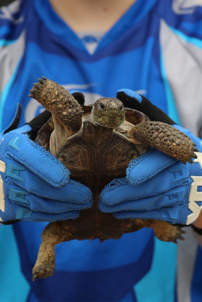 Tortugas en Venta