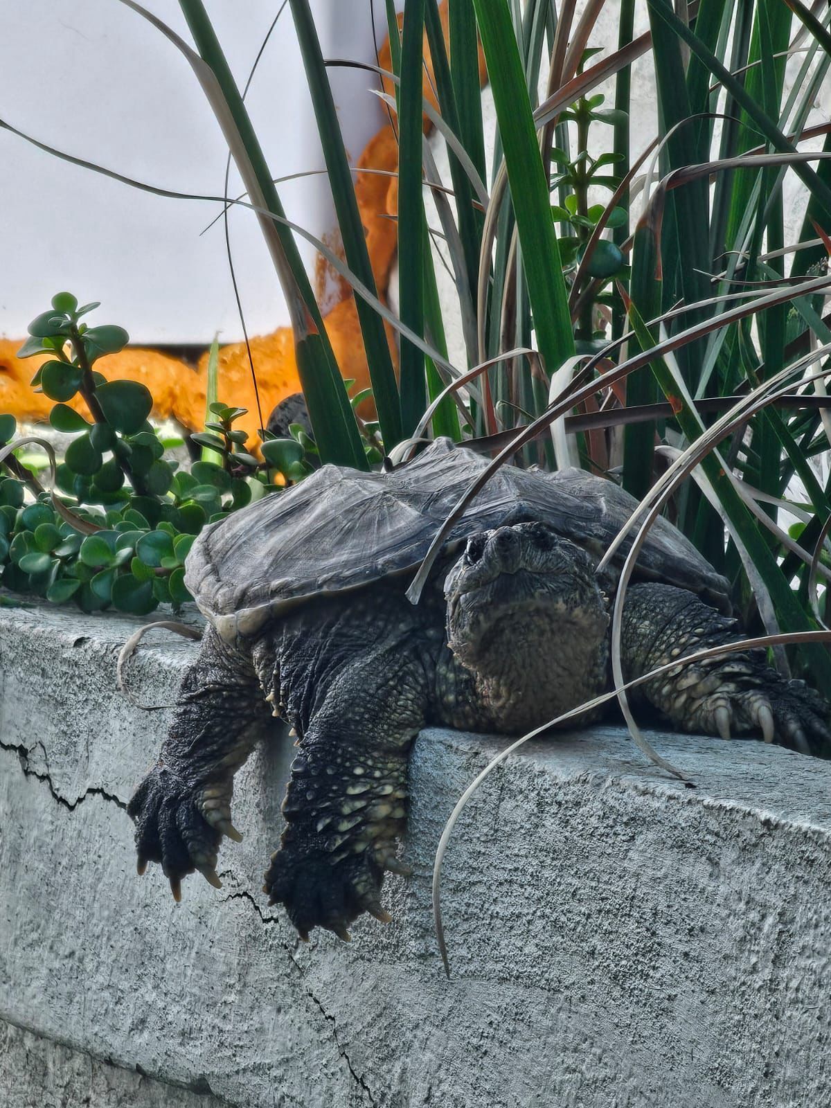 Tortugas en Venta