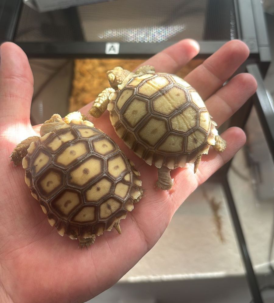 Tortugas en Venta