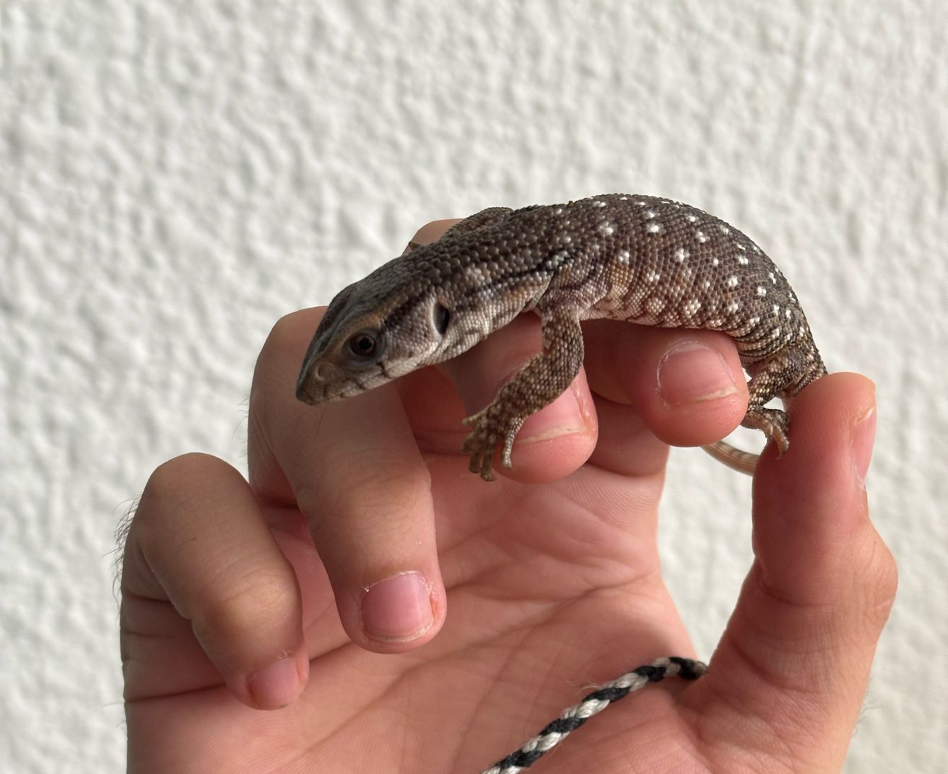 Varanos en Venta
