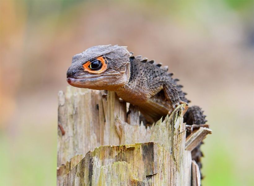 Venta de Reptiles en Estado de Mexico