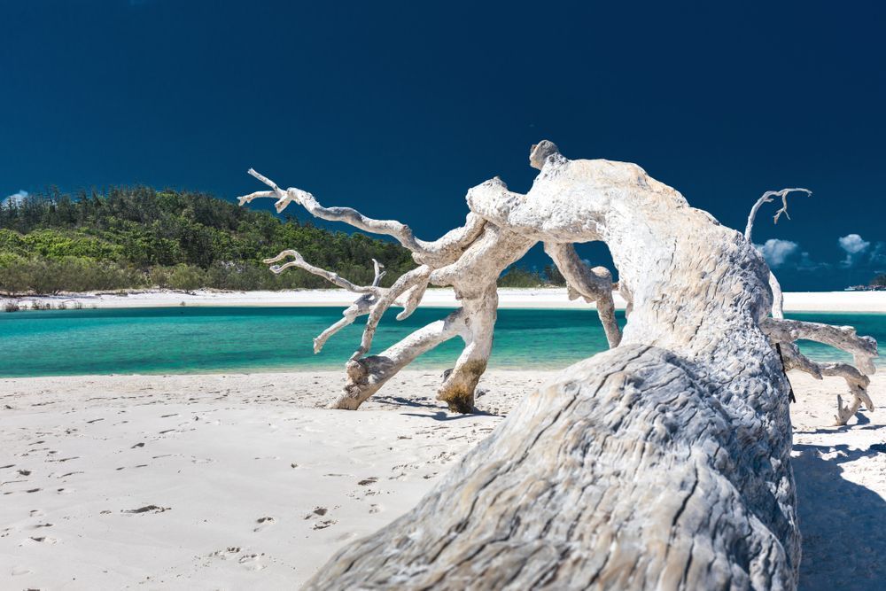 A Tree Stump On A Beach Next To A Body Of Water — Tuscany Concreting In Whitsundays, QLD