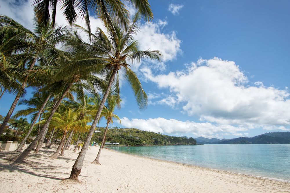 A Tropical Beach With Palm Trees And Mountains In The Background — Tuscany Concreting In Proserpine, QLD