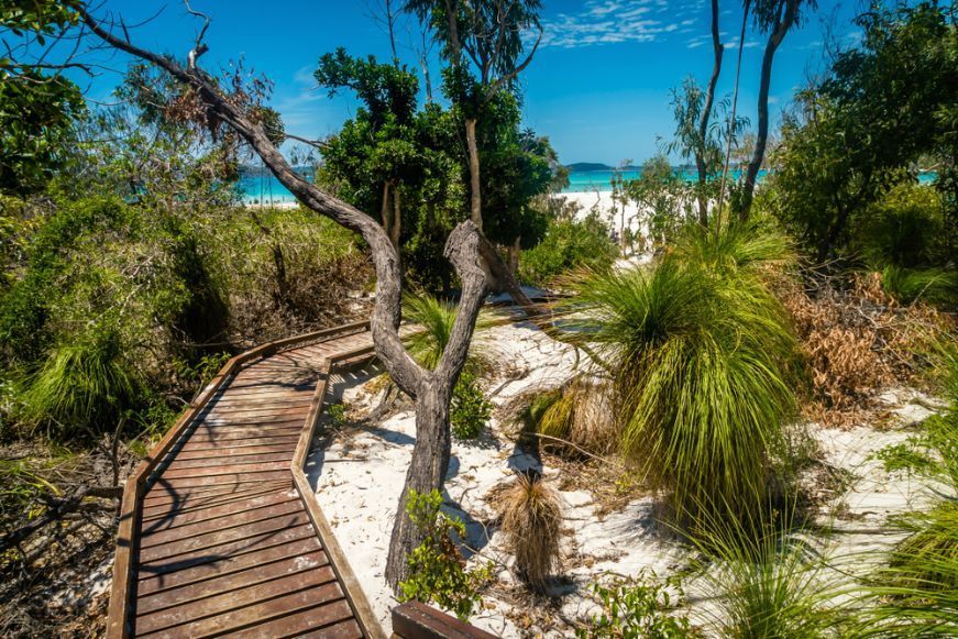 A Wooden Walkway Leading To A Beach Through A Lush Green Forest — Tuscany Concreting In Airlie Beach, QLD
