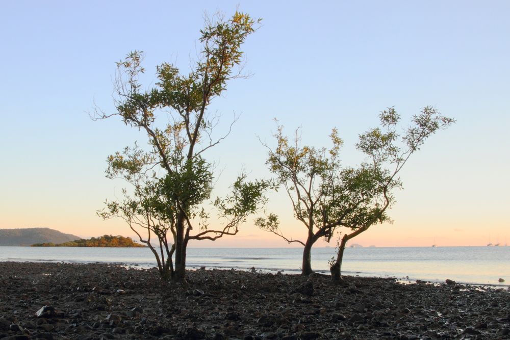 Three Trees Are Standing On A Rocky Beach Near The Ocean — Tuscany Concreting In Cannonvale, QLD