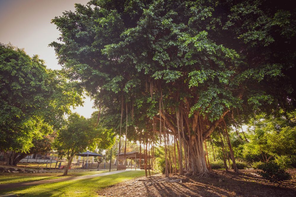 There Is A Large Tree In The Middle Of A Park — Tuscany Concreting In Cannonvale, QLD