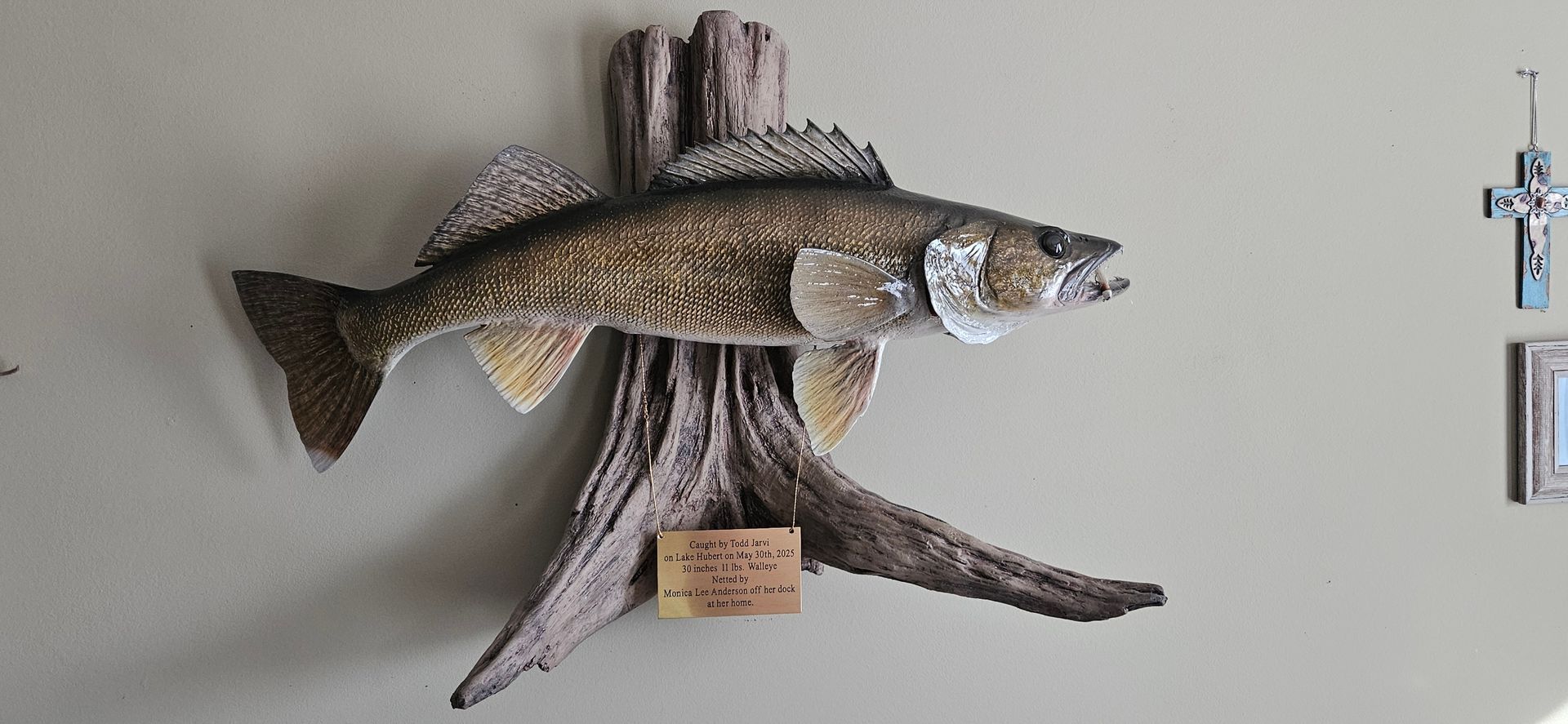 A mounted walleye fish on a driftwood plaque displayed on a beige wall next to a crucifix.