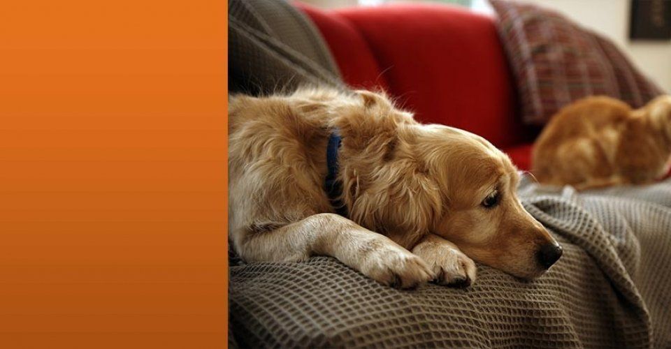 Home Security Image Sensor — Video Record Of Dog Laying In Sofa in Knoxville, TN
