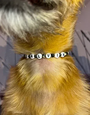 Dog wearing a white beaded collar with black letters, fur in tan, white, and black.