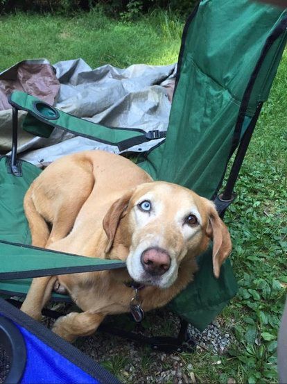 Yellow dog with one blue and one brown eye sits in a green folding chair.