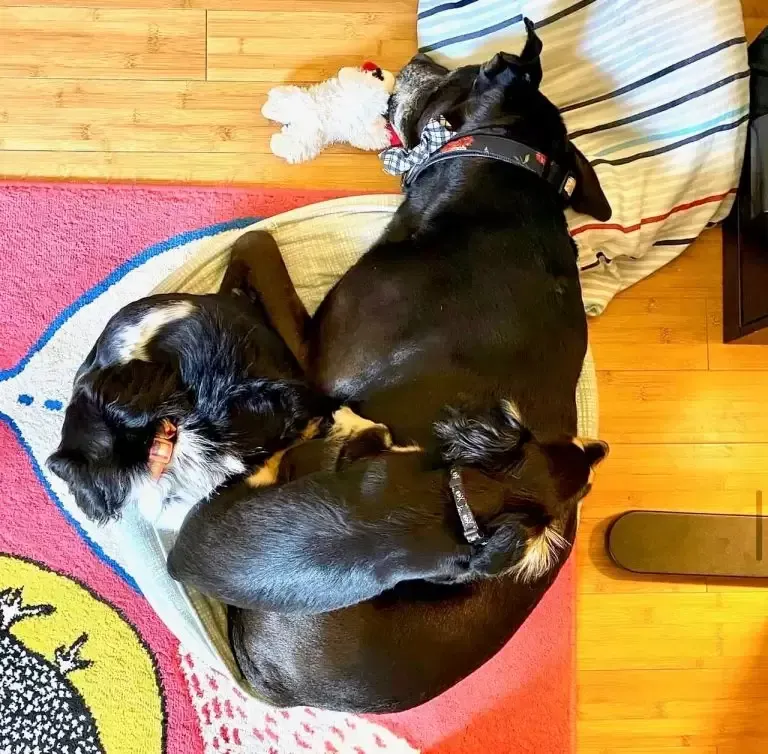 Three dogs curled up sleeping on a bed. One is a large black dog, two are smaller black and white dogs.