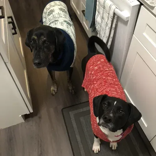 Two dogs wearing sweaters in a kitchen, one black, one white. They look up at the camera.