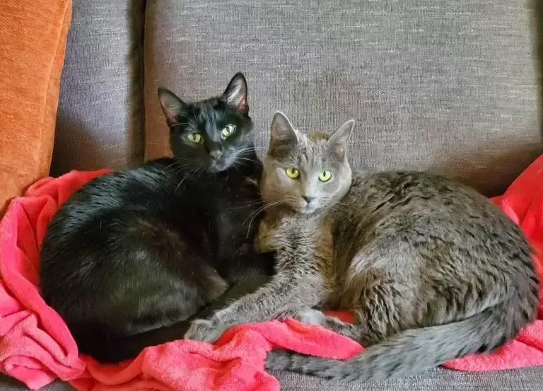 Black cat and gray cat cuddled together on a pink blanket on a gray couch.
