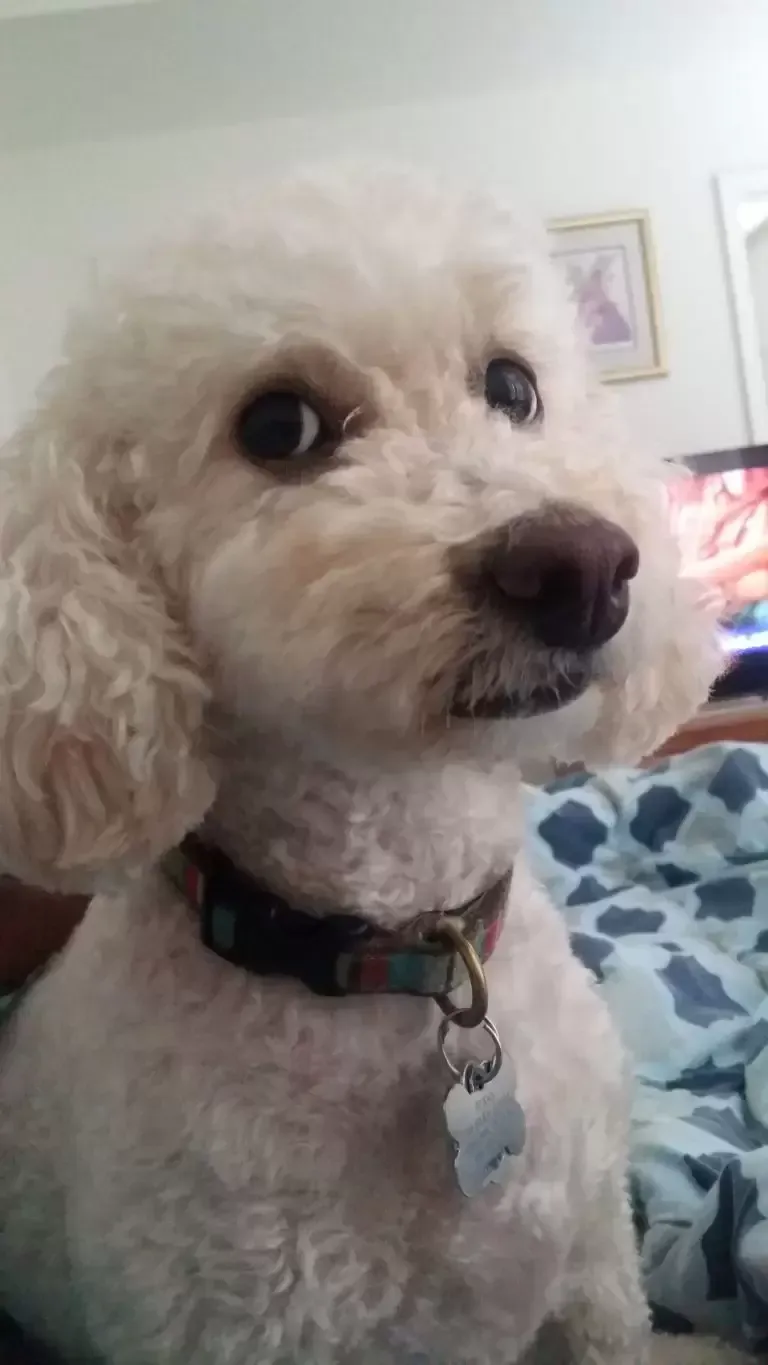 White poodle with dark eyes wearing a collar indoors, looking at the camera.