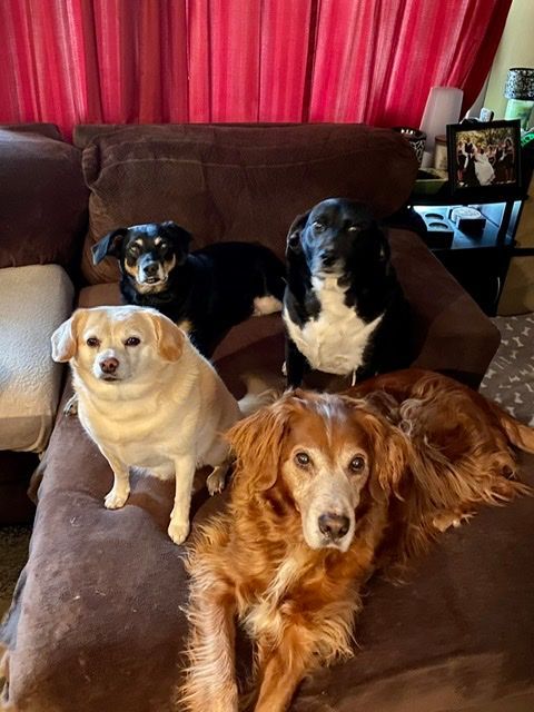 Five dogs of varying breeds and colors posing together on a brown couch.