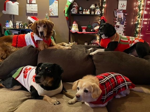 Four dogs in Christmas sweaters lounge on a couch. The dogs wear red, green, and plaid sweaters.
