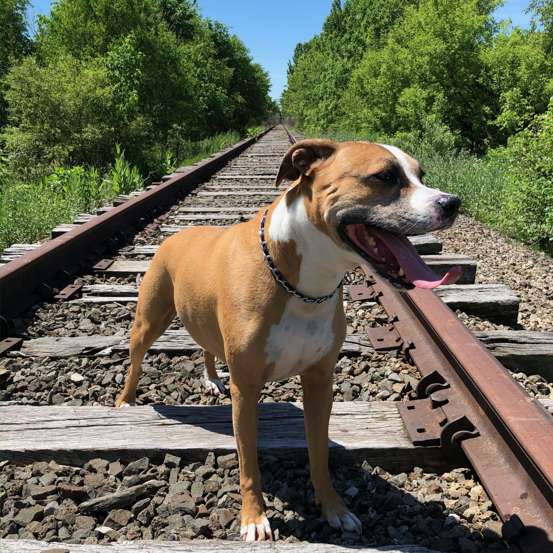 Dog standing on railroad tracks, tan and white fur, tongue out, green trees in background.