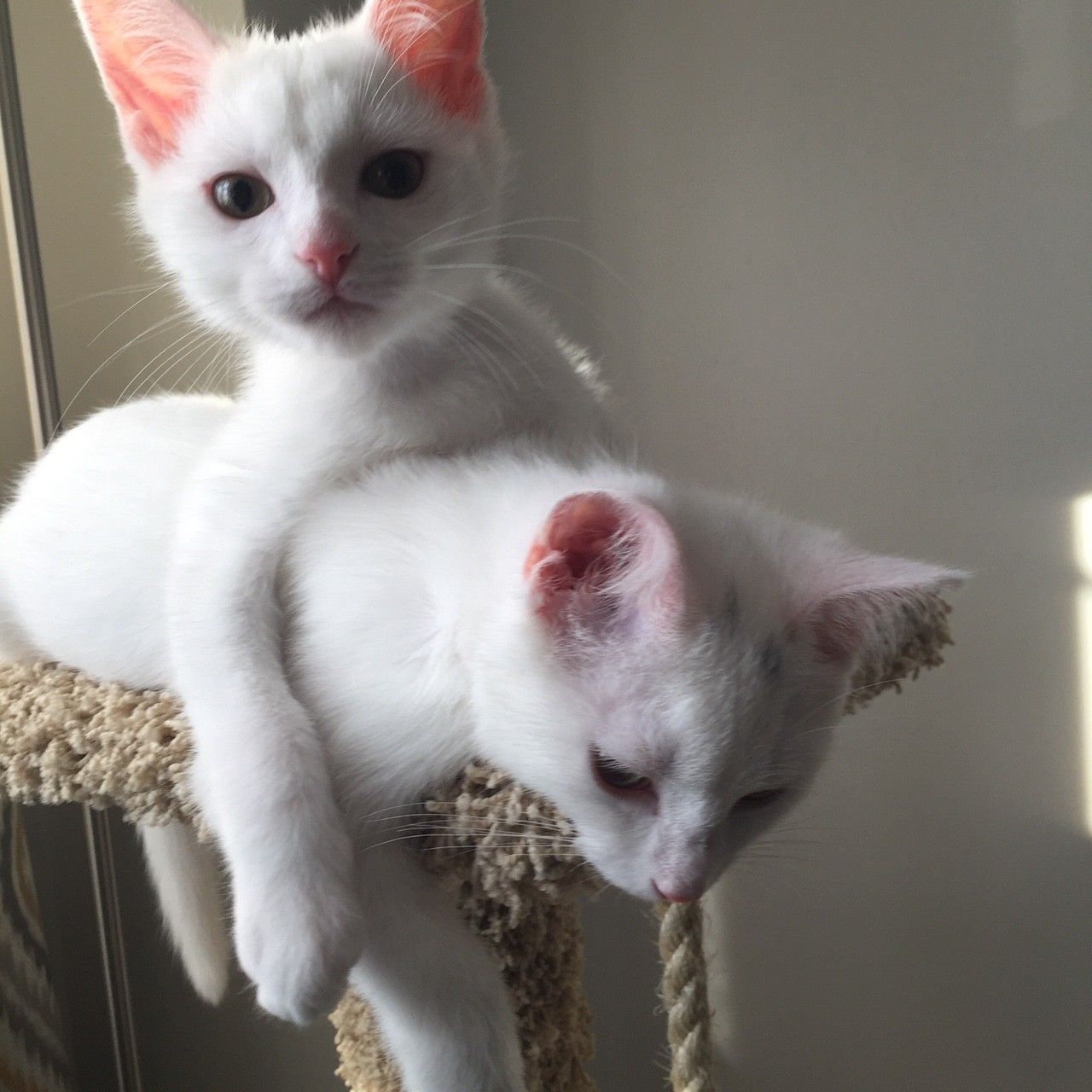 Two white cats on a cat tree, one draped over the other.  Pink ears and noses.