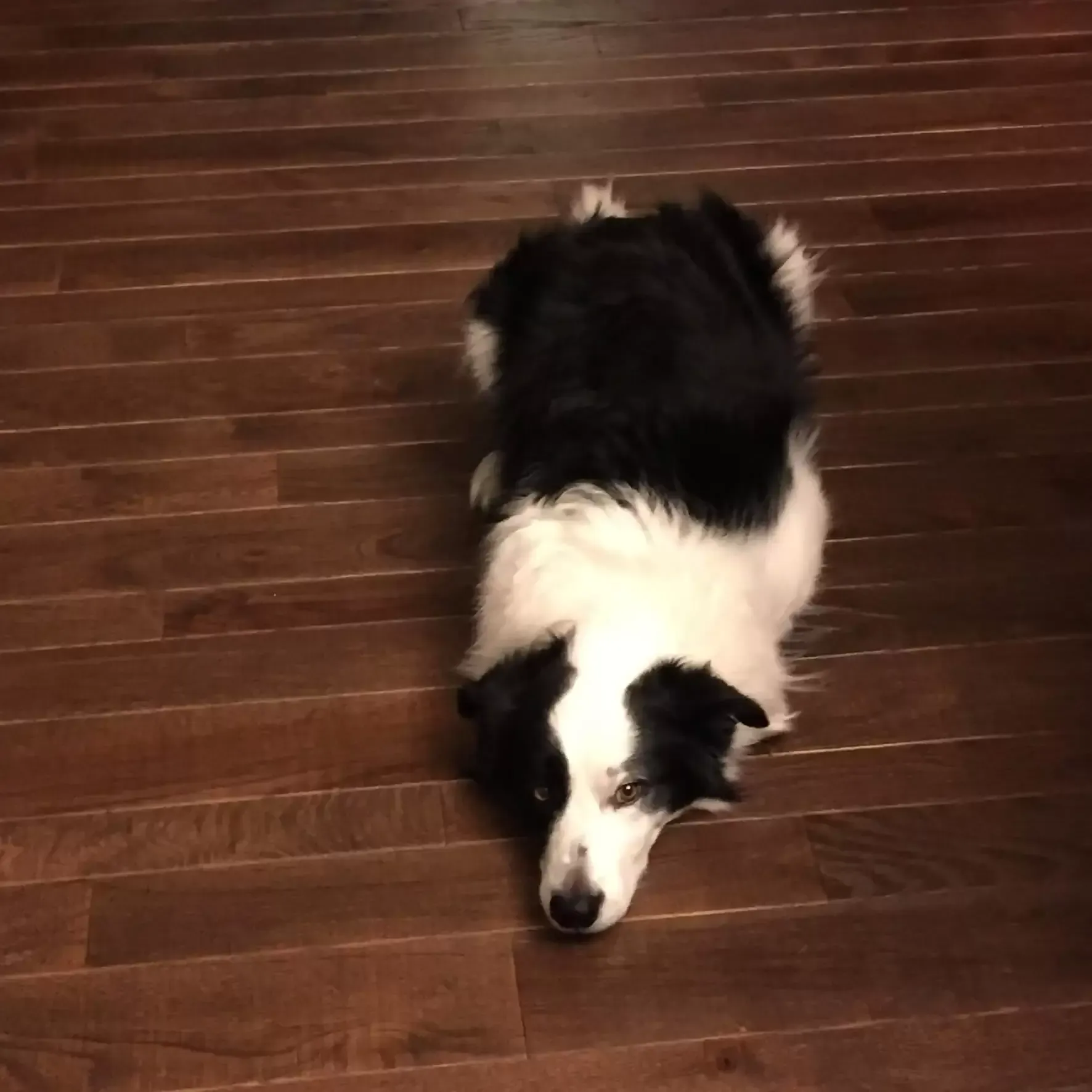 Black and white border collie lying down on a wooden floor, looking at the camera.