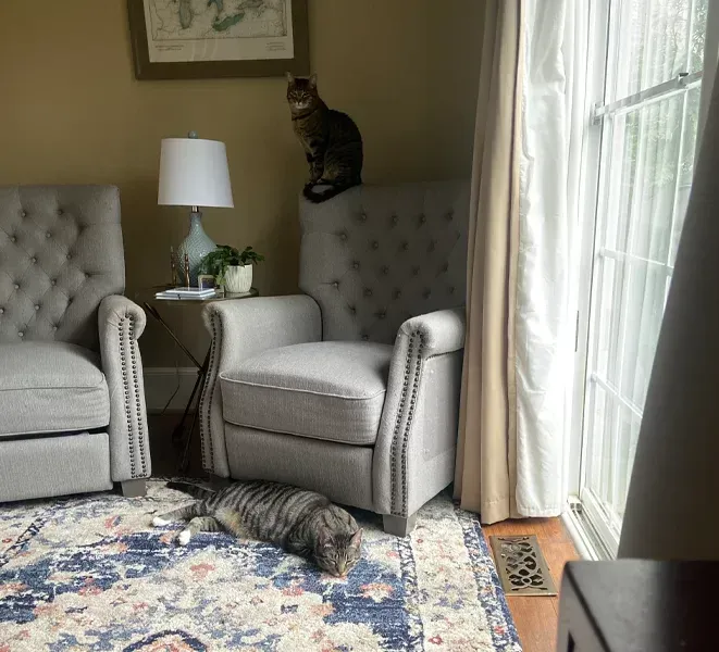 Two tabby cats: one atop a chair, another on a rug. Room with chairs, lamp, window, and rug.