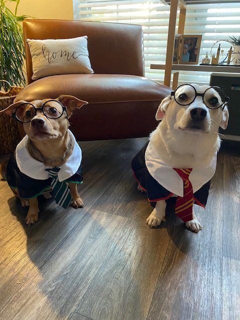 Two dogs in Harry Potter costumes, wearing glasses and ties, posing indoors.