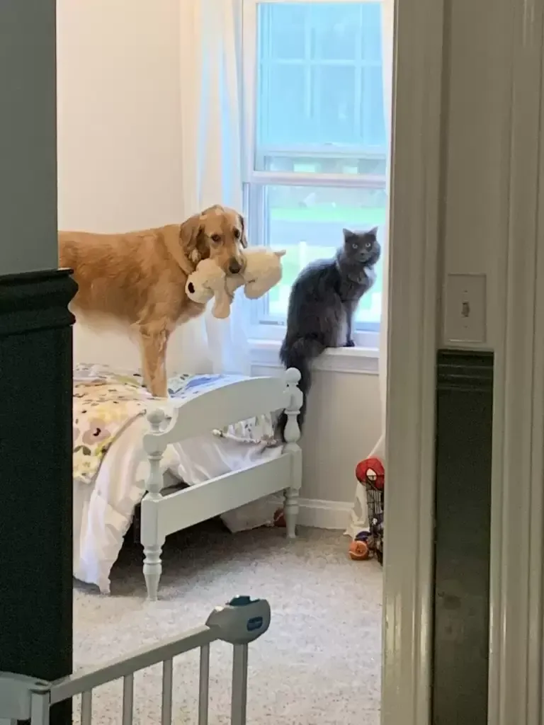 Dog on bed with toy, gazing at gray cat perched on windowsill in a room.