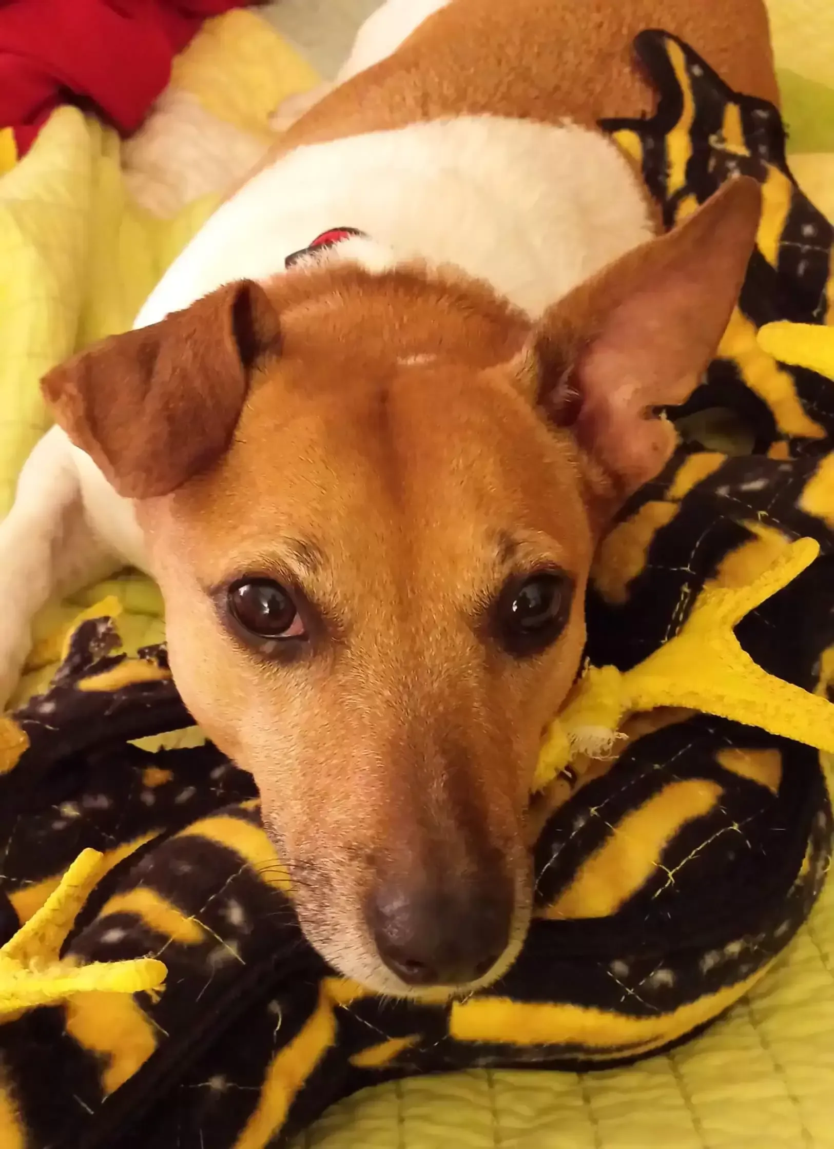 Dog with brown and white fur lies on a black and yellow patterned blanket, looking at the viewer.