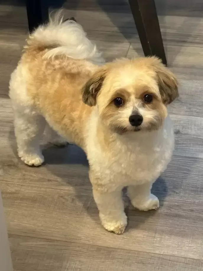 Tan and white fluffy dog standing on a gray floor, looking at the camera.