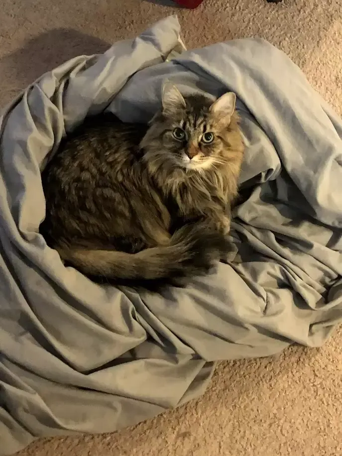 Fluffy brown cat curled up in a pile of gray sheets on a beige carpet.