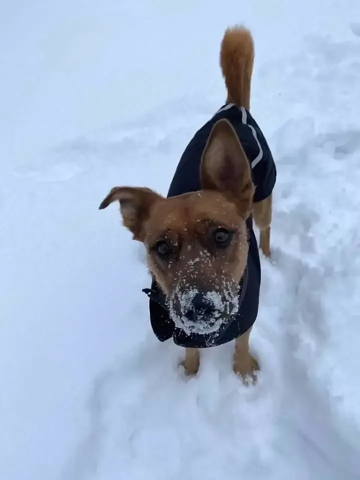 Dog with brown fur and snow-covered snout wearing a dark jacket in the snow, looking up.