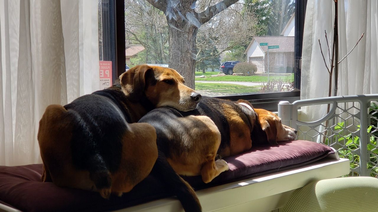 Two beagle dogs napping on a window seat, sunlit, with a backyard view.