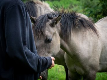 Coaching Met Paarden vanuit een Holistische Visie