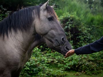 Systemisch Coachen met Paarden in Rotselaar