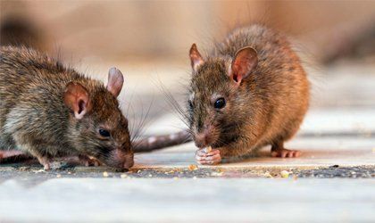 Pest control for rats